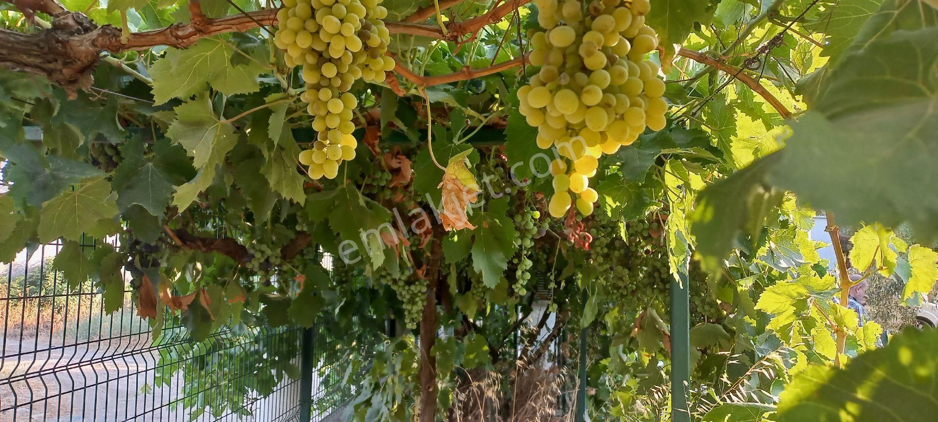 Nazilli Alkan Gayrimenkul Den Satılık Müstakil Bahçe - Görsel 8