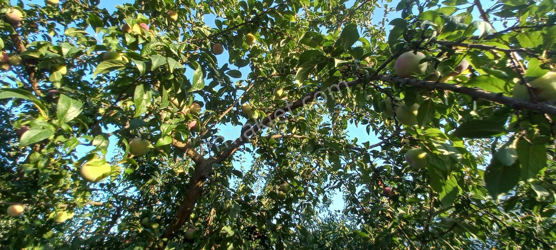 Nazilli Alkan Gayrimenkul Den Satılık Müstakil Bahçe - Görsel 5