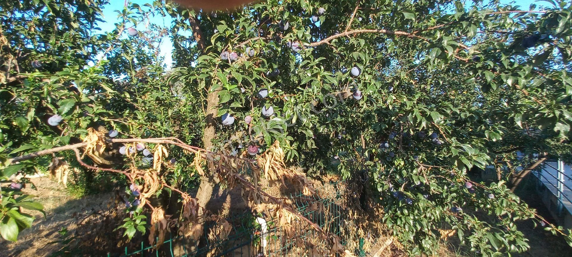 Nazilli Alkan Gayrimenkul Den Satılık Müstakil Bahçe - Görsel 7