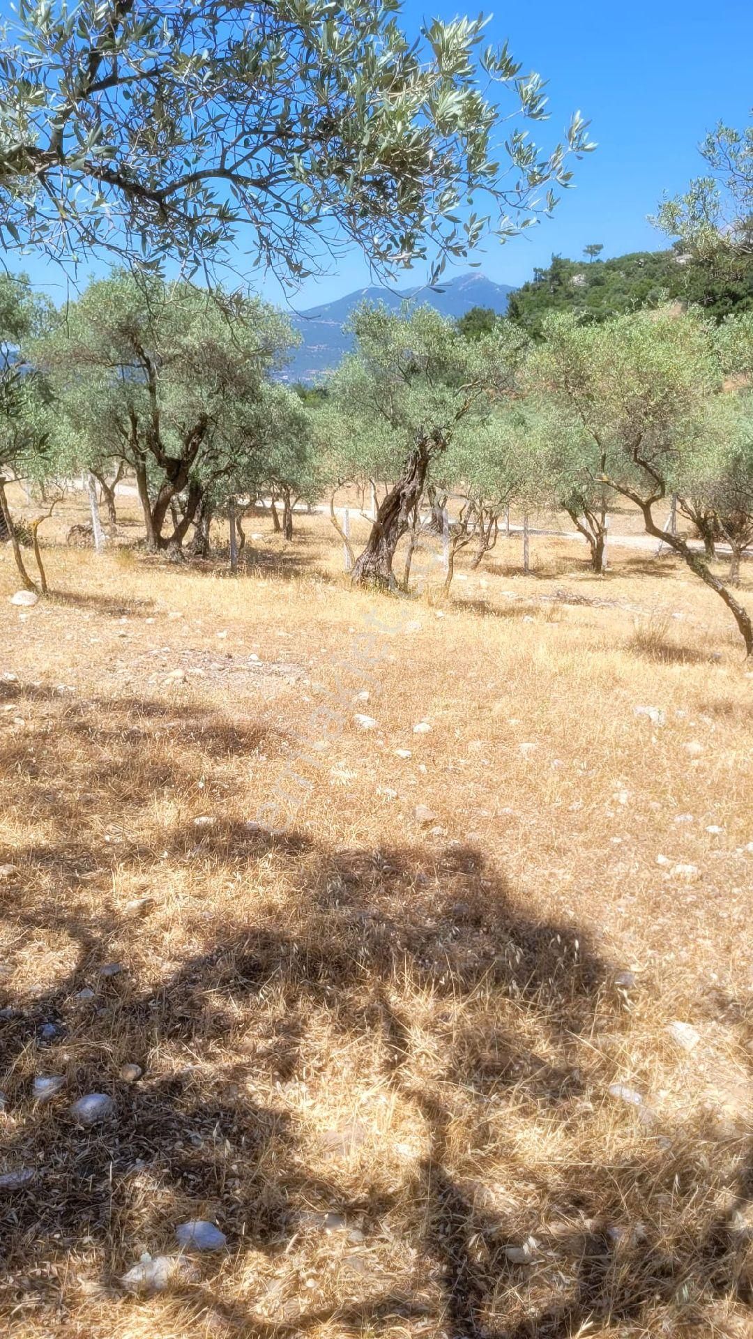 Kemal Paşa Satılık Yatırımlık Tarla - Görsel 3