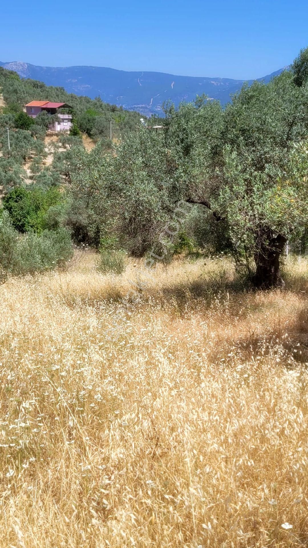 Kemal Paşa Satılık Yatırımlık Tarla - Görsel 10