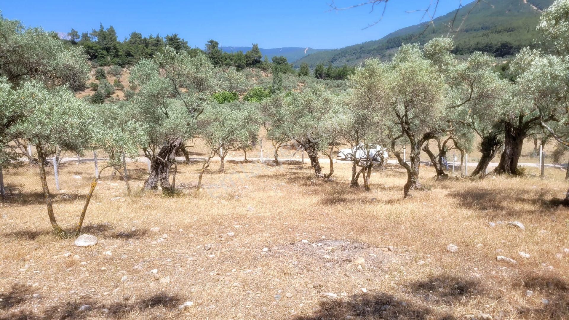 Kemal Paşa Satılık Yatırımlık Tarla - Görsel 8