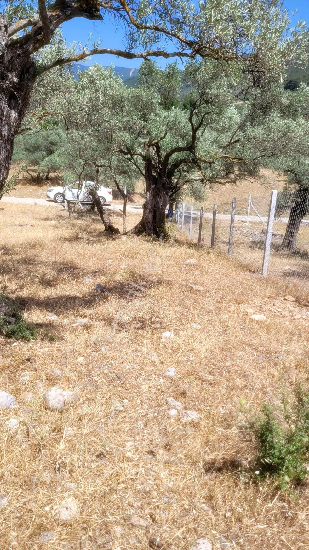 Torbalı Dağkızılcık Ta Tek Tapu Eletrik Su Abonelığı Var Satılık - Görsel 11