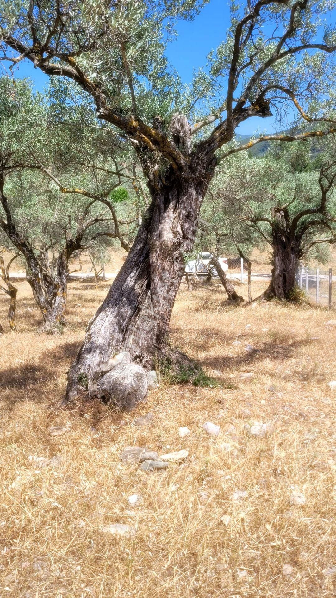 Torbalı Dağkızılcık Ta Tek Tapu Eletrik Su Abonelığı Var Satılık - Görsel 14