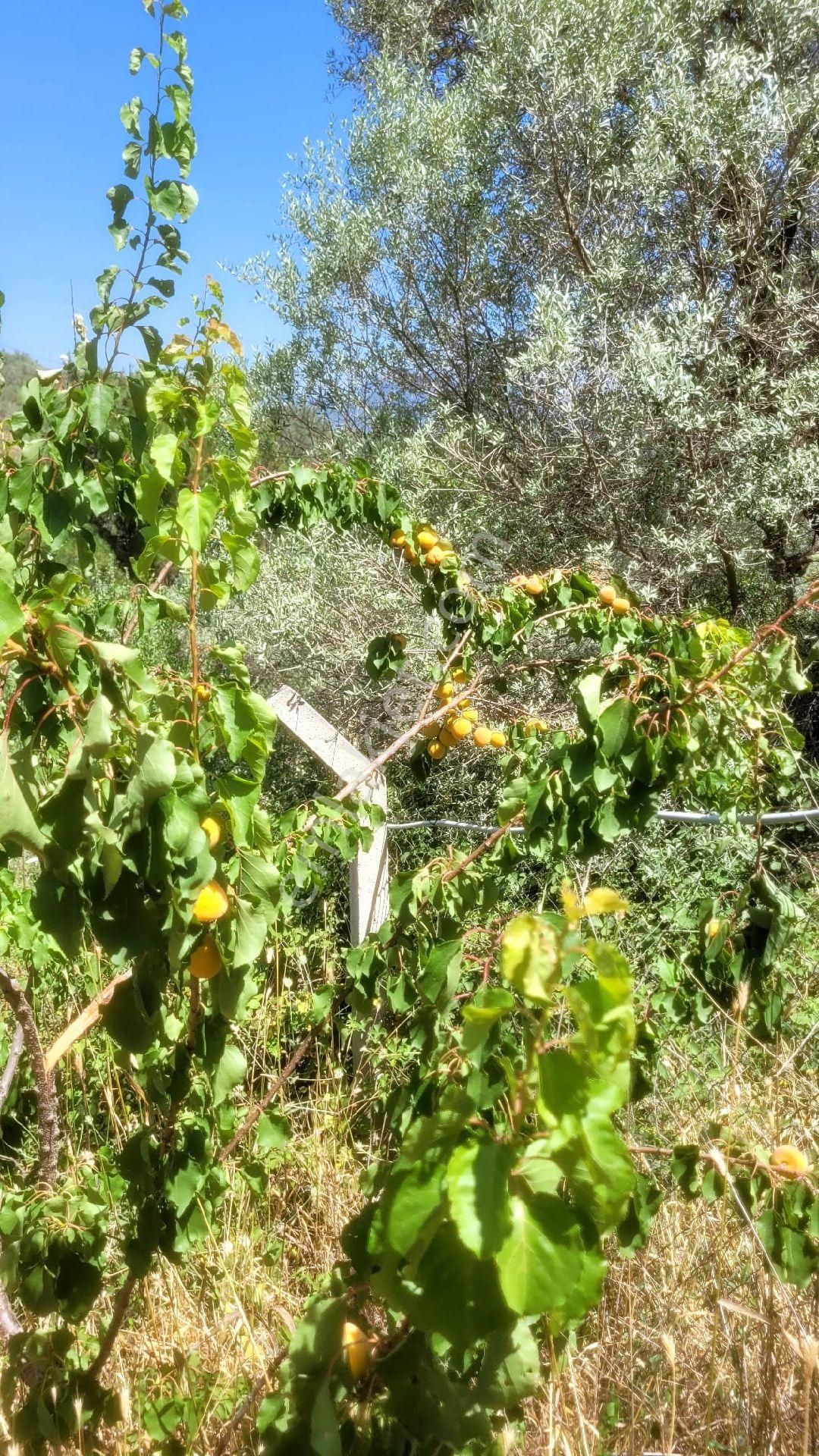Torbalı Dağkızılcık Ta Tek Tapu Eletrik Su Abonelığı Var Satılık - Görsel 4