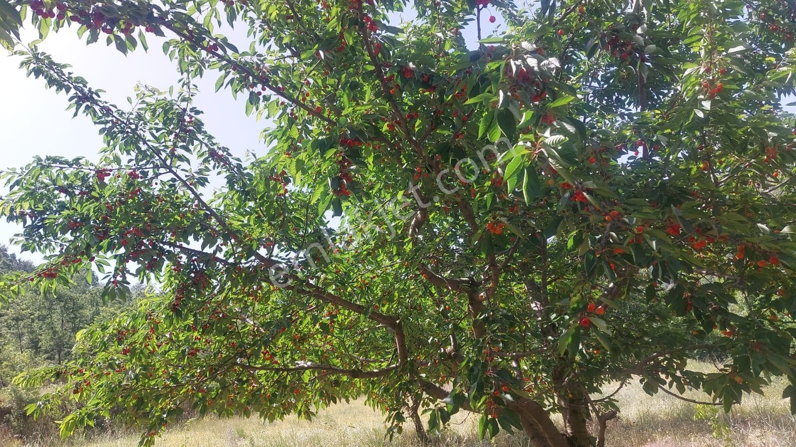 Salihli Bahçecik Satılık Tarla Bahçeçikte Satılık Ceviz Ve Kıraz Bahçesi