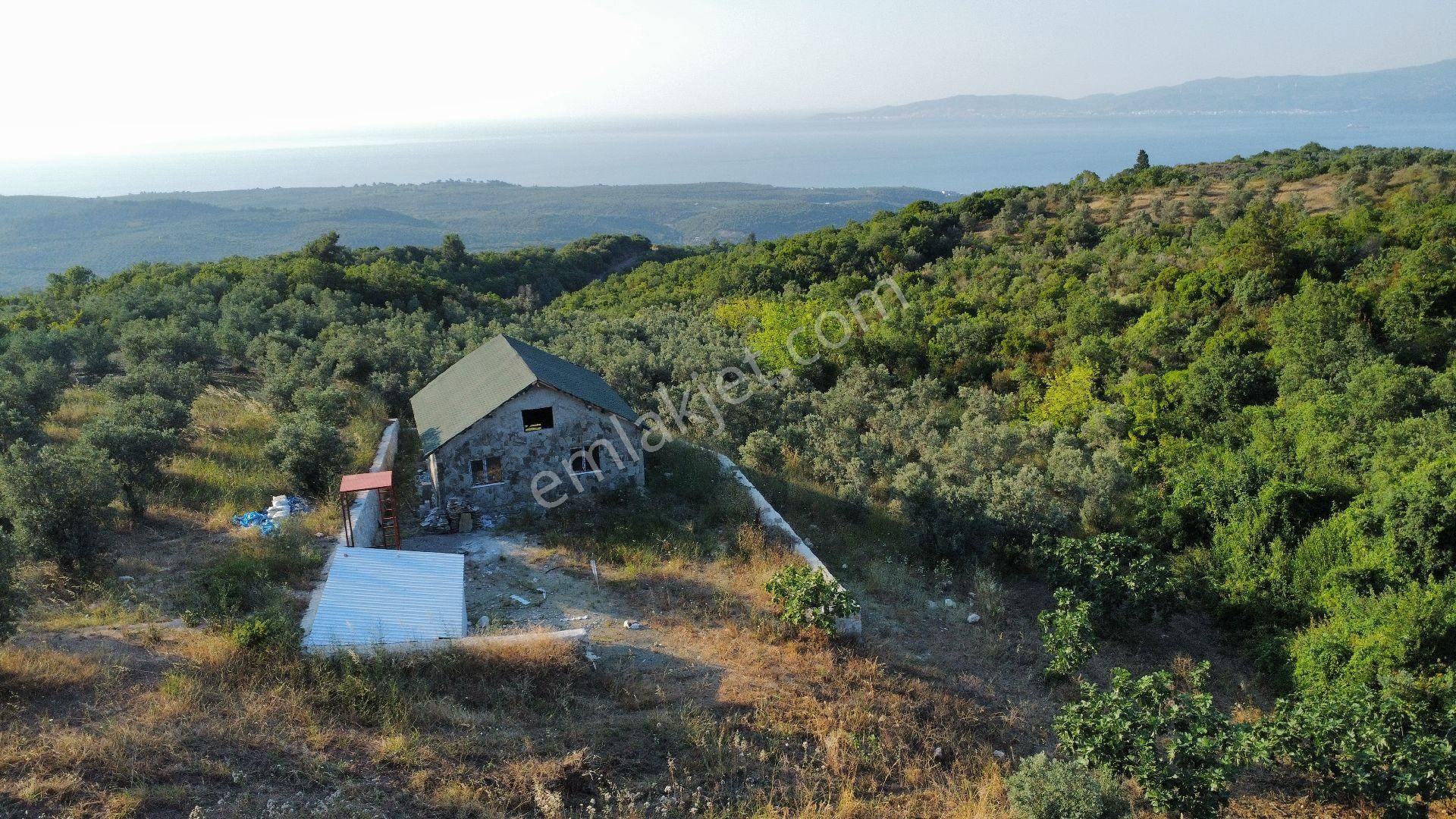 Mudanya Tirilye Satılık Zeytinlik ÖZCAN ÇİFTCİ'DEN DENİZ MANZARALI İÇİNDE BAĞ EVİ OLAN ZEYTİNLİK.