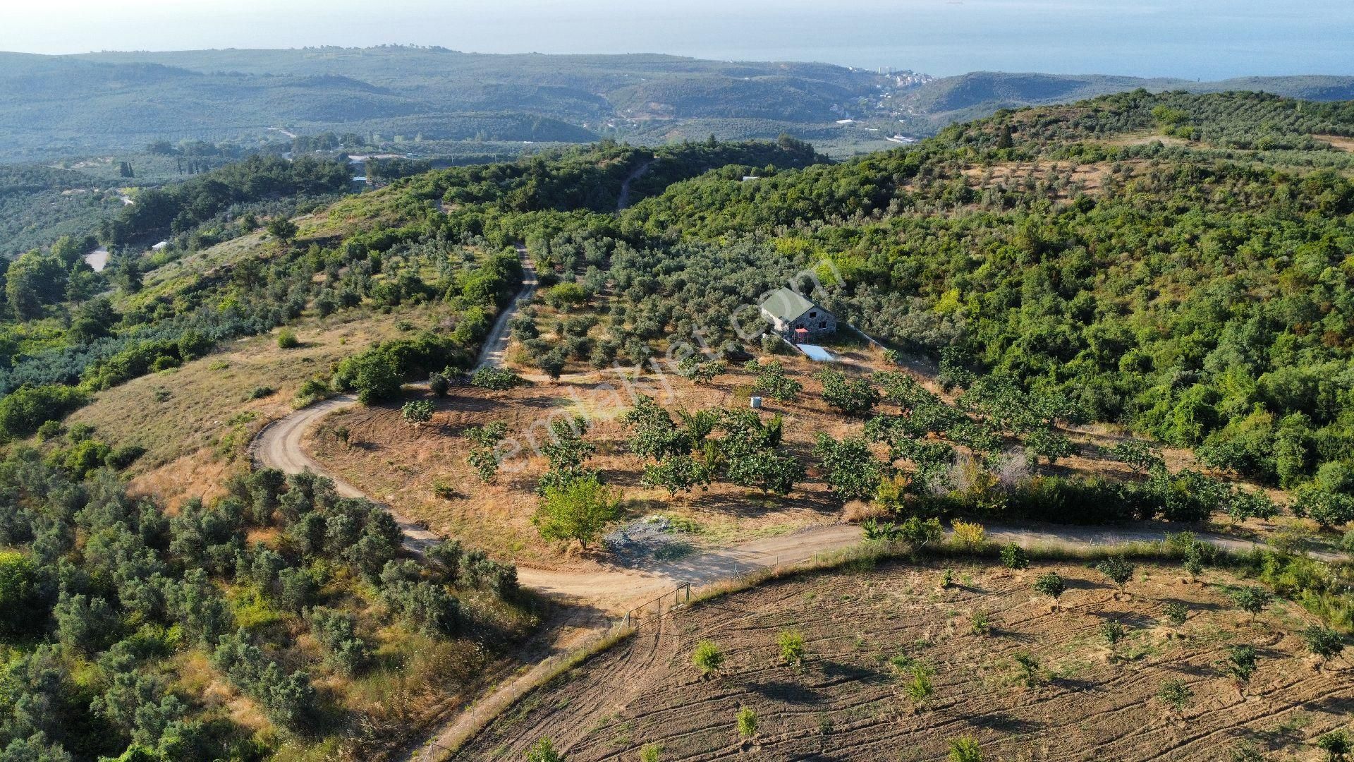 Mudanya Tirilye Satılık Müstakil Ev ÖZCAN ÇİFTCİ'DEN DENİZ MANZARALI İÇİNDE BAĞ EVİ OLAN ZEYTİNLİK.