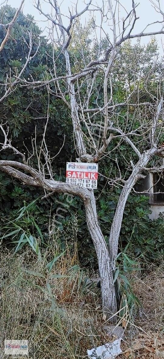 Dikili İsmetpaşa Satılık Tarla Dikili Çanakkale Yol Kavşağında Yakınında Satılık Verimli Tarla