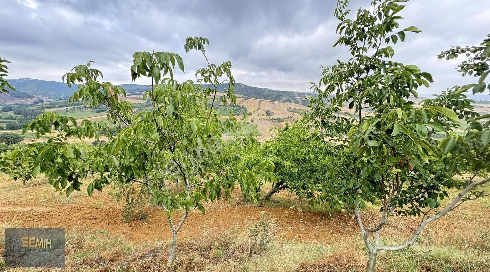 Semih'den Alaylıda Köy Yanı 2800 M2 Bol Çeşitli Meyve Bahçesi - Görsel 5