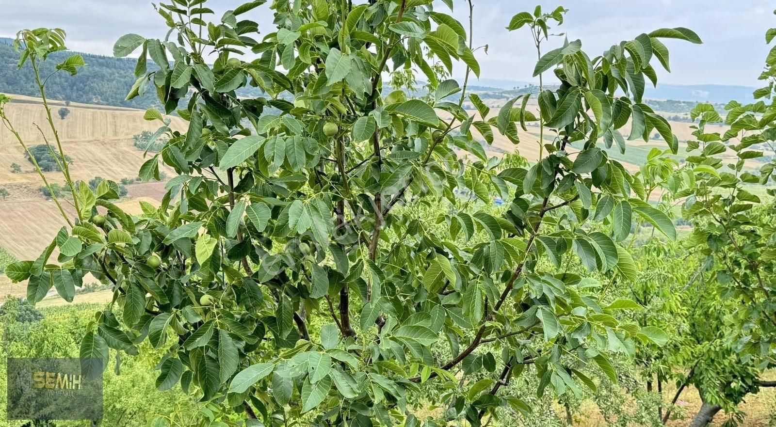 Semih'den Alaylıda Köy Yanı 2800 M2 Bol Çeşitli Meyve Bahçesi - Görsel 7
