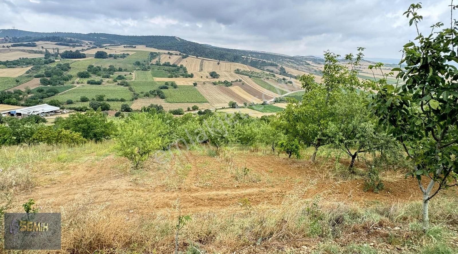 Semih'den Alaylıda Köy Yanı 2800 M2 Bol Çeşitli Meyve Bahçesi - Görsel 8
