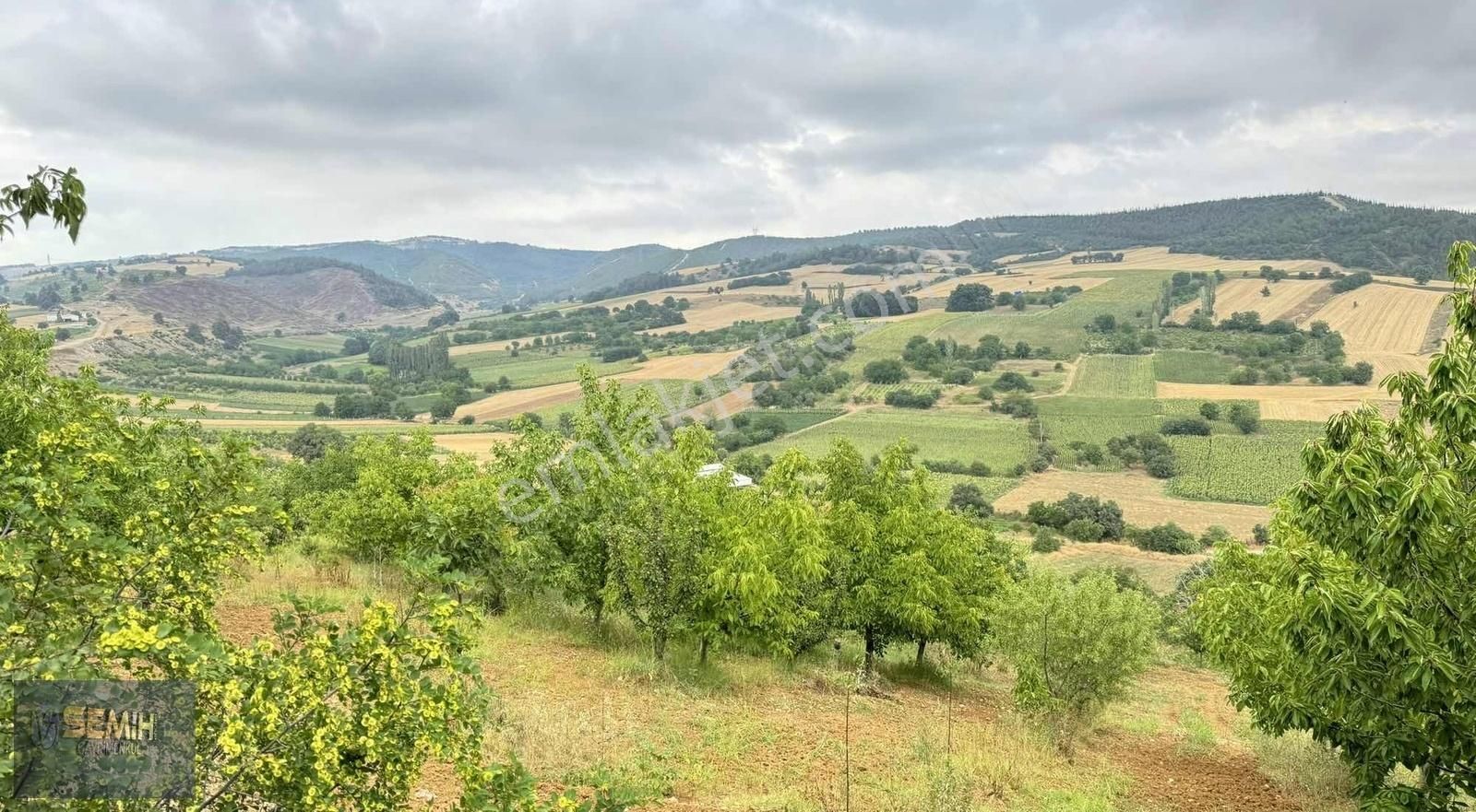 Semih'den Alaylıda Köy Yanı 2800 M2 Bol Çeşitli Meyve Bahçesi - Görsel 3