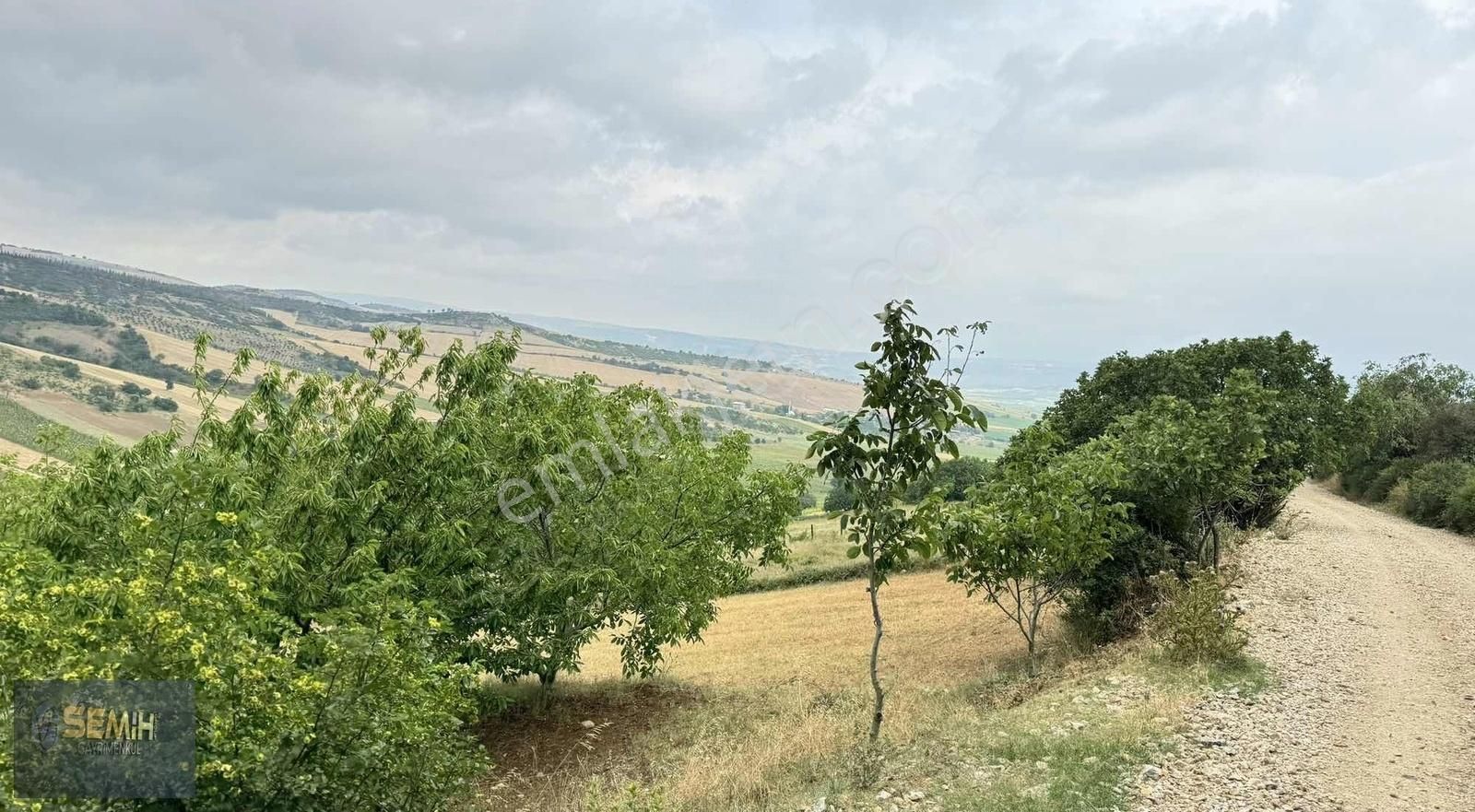 Semih'den Alaylıda Köy Yanı 2800 M2 Bol Çeşitli Meyve Bahçesi - Görsel 12