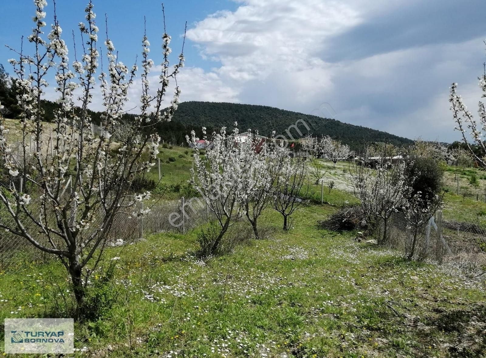 Kemalpaşa Damlacık Satılık Tarla Turyap Bornova'dan Damlacık'ta 500 M2 Satılık Tarla