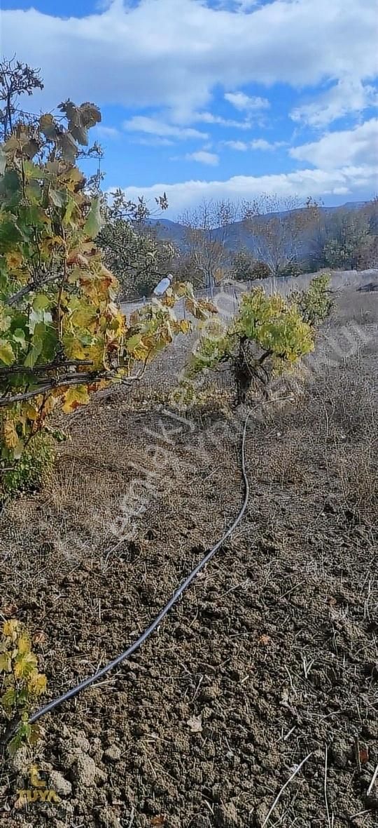 Korkuteli Çomaklı Satılık Tarla 3310 M2 ELEKTRİK YOL SU VAR 200 AĞAÇ EKİLİ KÖYE YAKIN FIRSAT!!!!