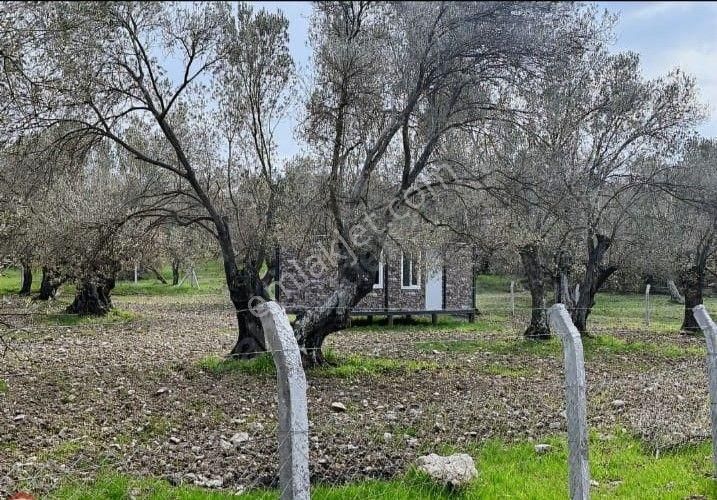 Ayvalık Kazım Karabekir Satılık Zeytinlik  POYRAZ GAYRİMENKUL'den AYVALIK'ta SATILIK HOBİ BAHÇESİ 