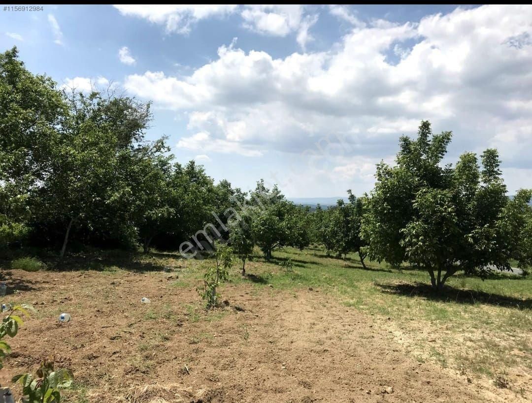 Şarköy Camikebir Satılık Tarla Şarköy İle Gölcük Köyü Arasında Harmankaya Bölgesi Olarak Geçen Yol Kenarı Yatırımlık Tarla