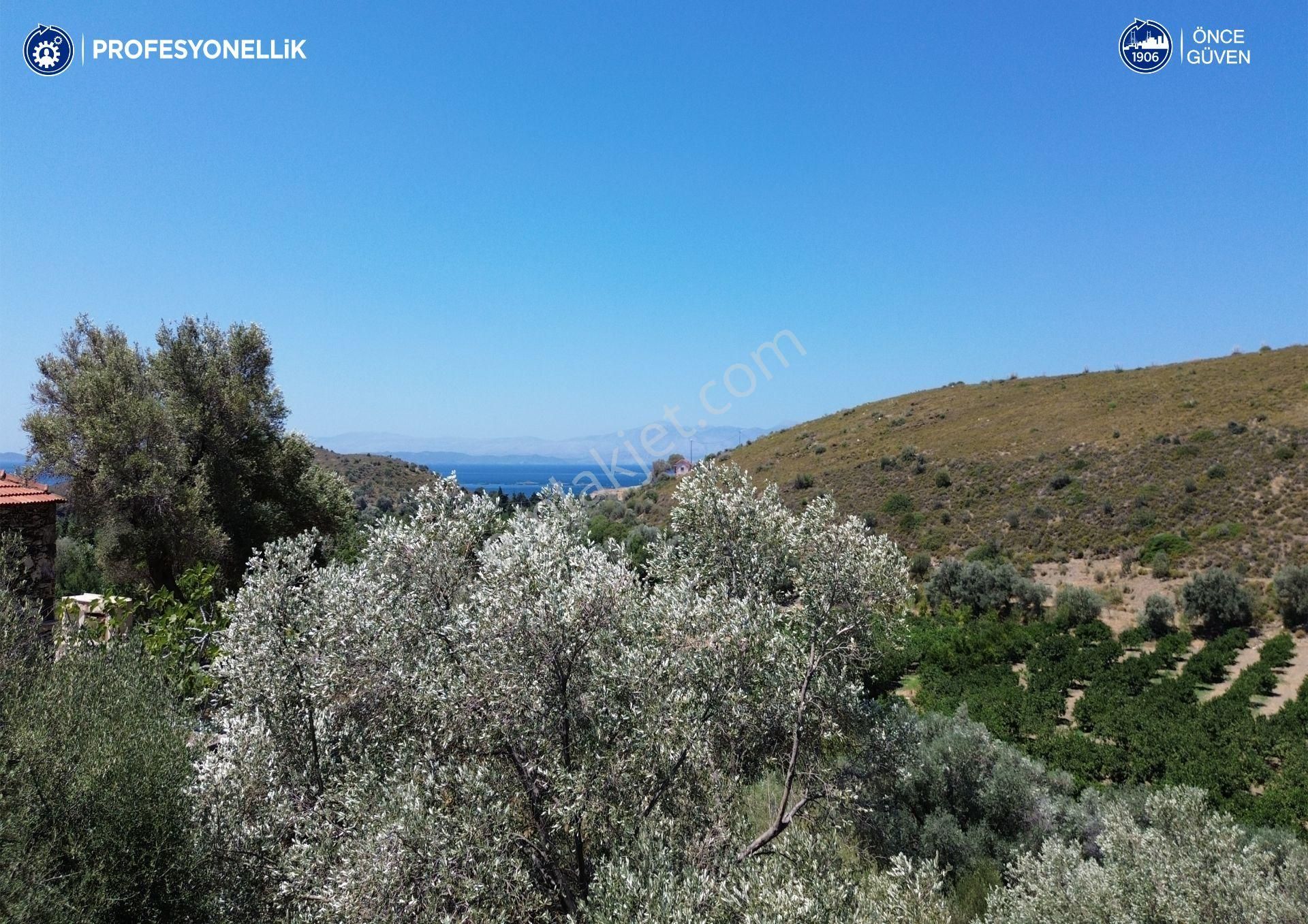 Karaburun Parlak Satılık Zeytinlik  Karaburun Badembükü'nde Panoramik Deniz Manzaralı Zeytinlik