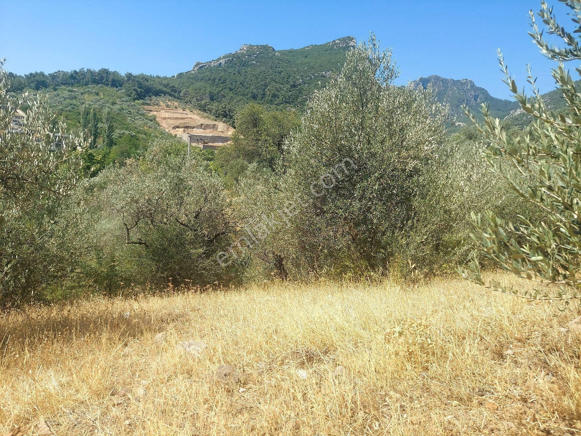 Çiniliköy'de Manzaralı Zeytinli Tarla Satılıktır - Görsel 13