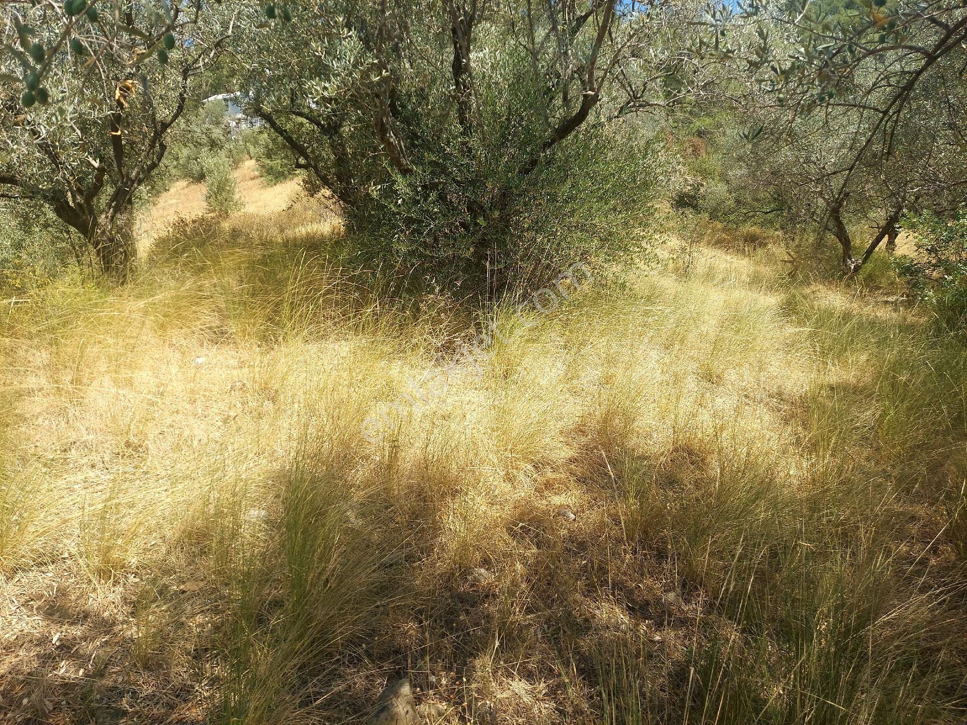 Çiniliköy'de Manzaralı Zeytinli Tarla Satılıktır - Görsel 15