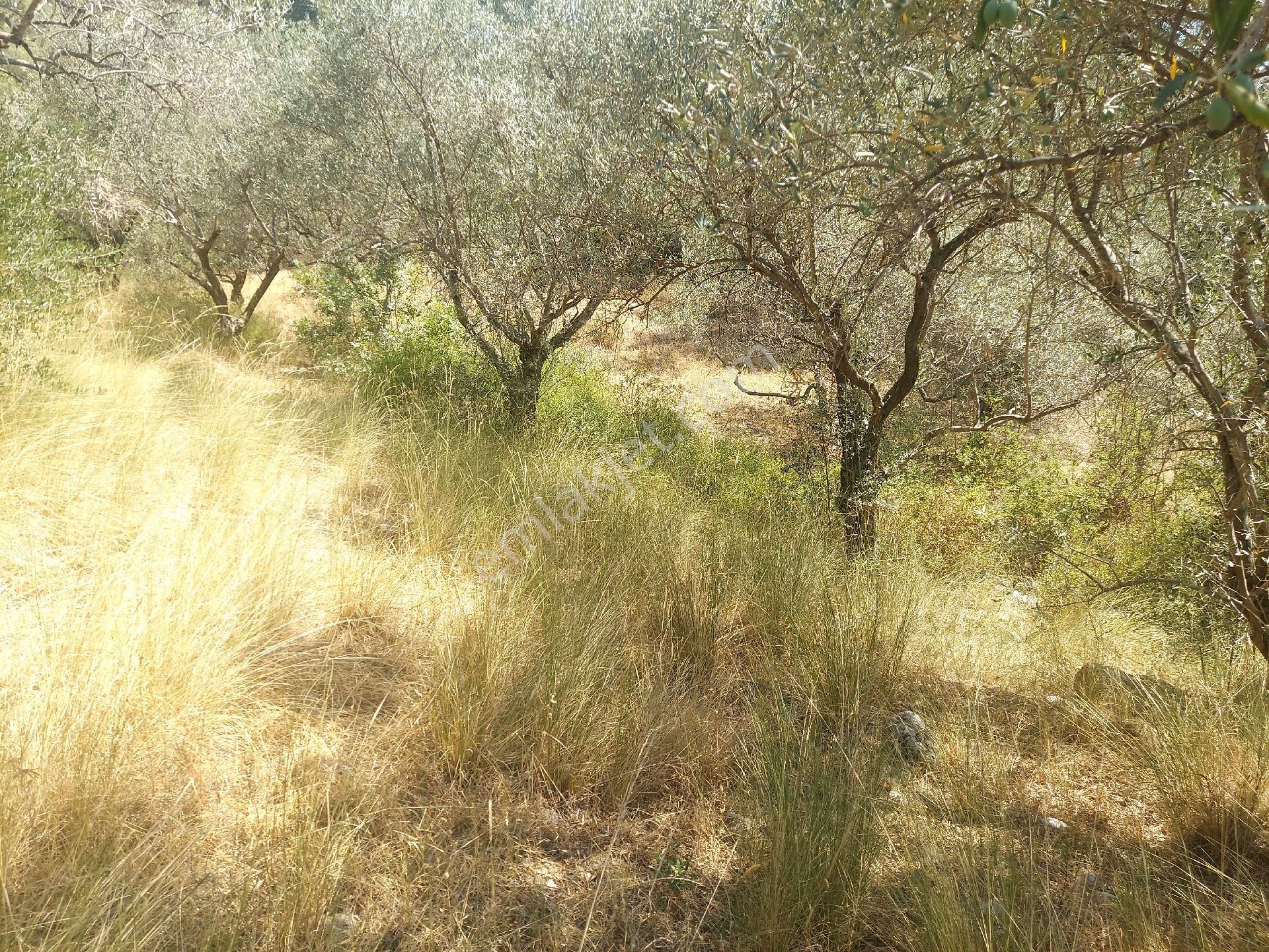 Çiniliköy'de Manzaralı Zeytinli Tarla Satılıktır - Görsel 3