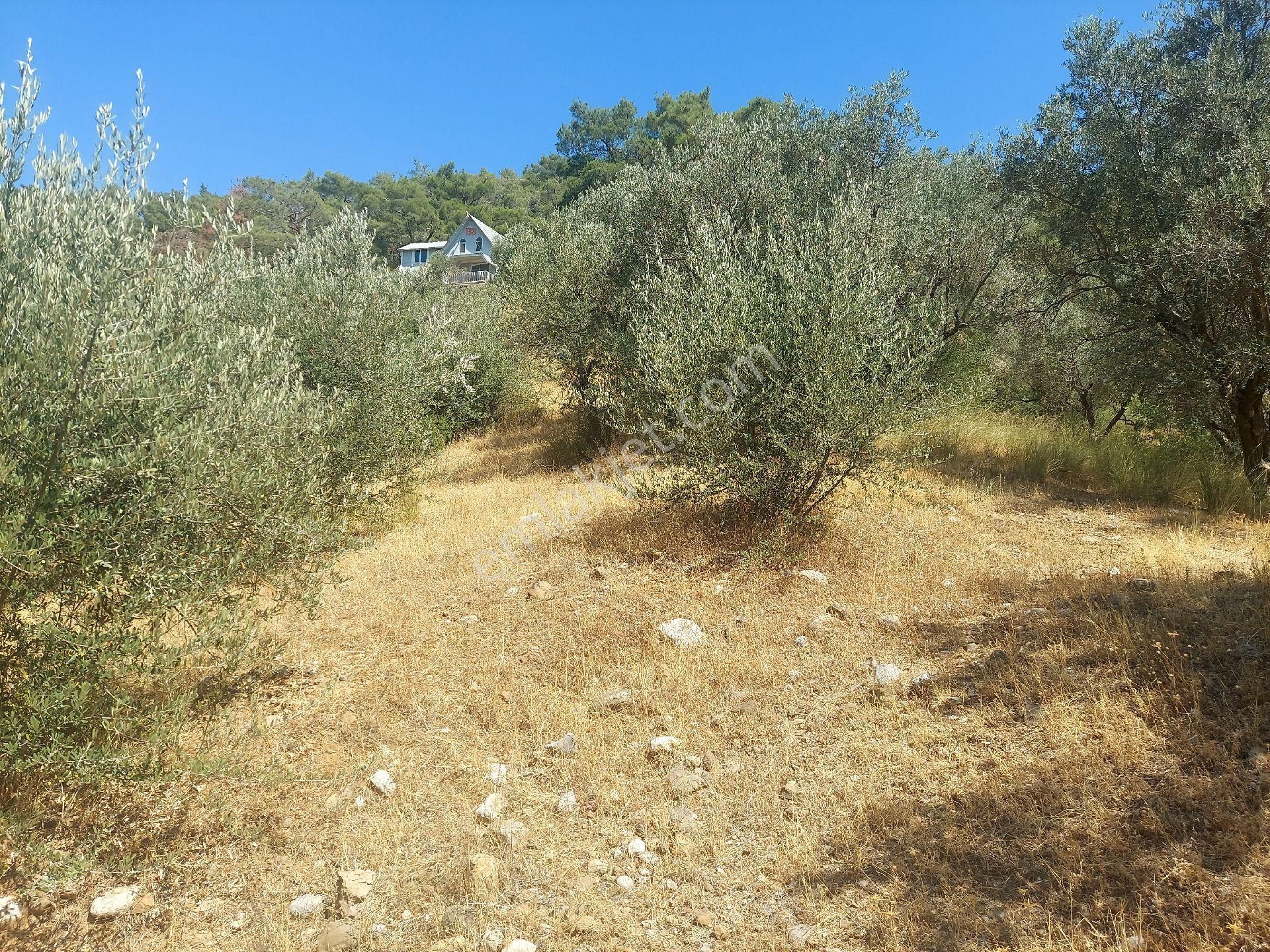 Çiniliköy'de Manzaralı Zeytinli Tarla Satılıktır - Görsel 20