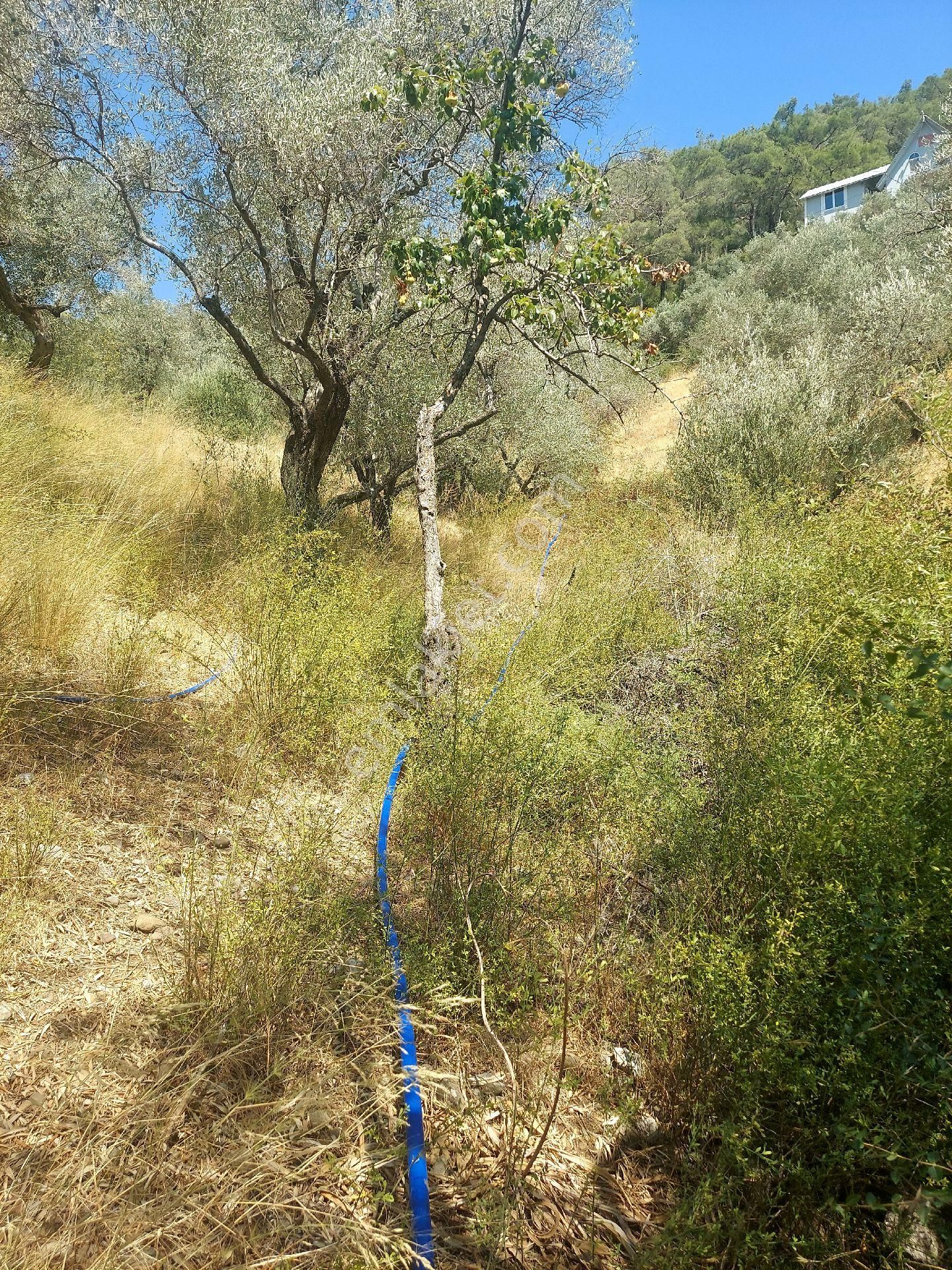 Çiniliköy'de Manzaralı Zeytinli Tarla Satılıktır - Görsel 2