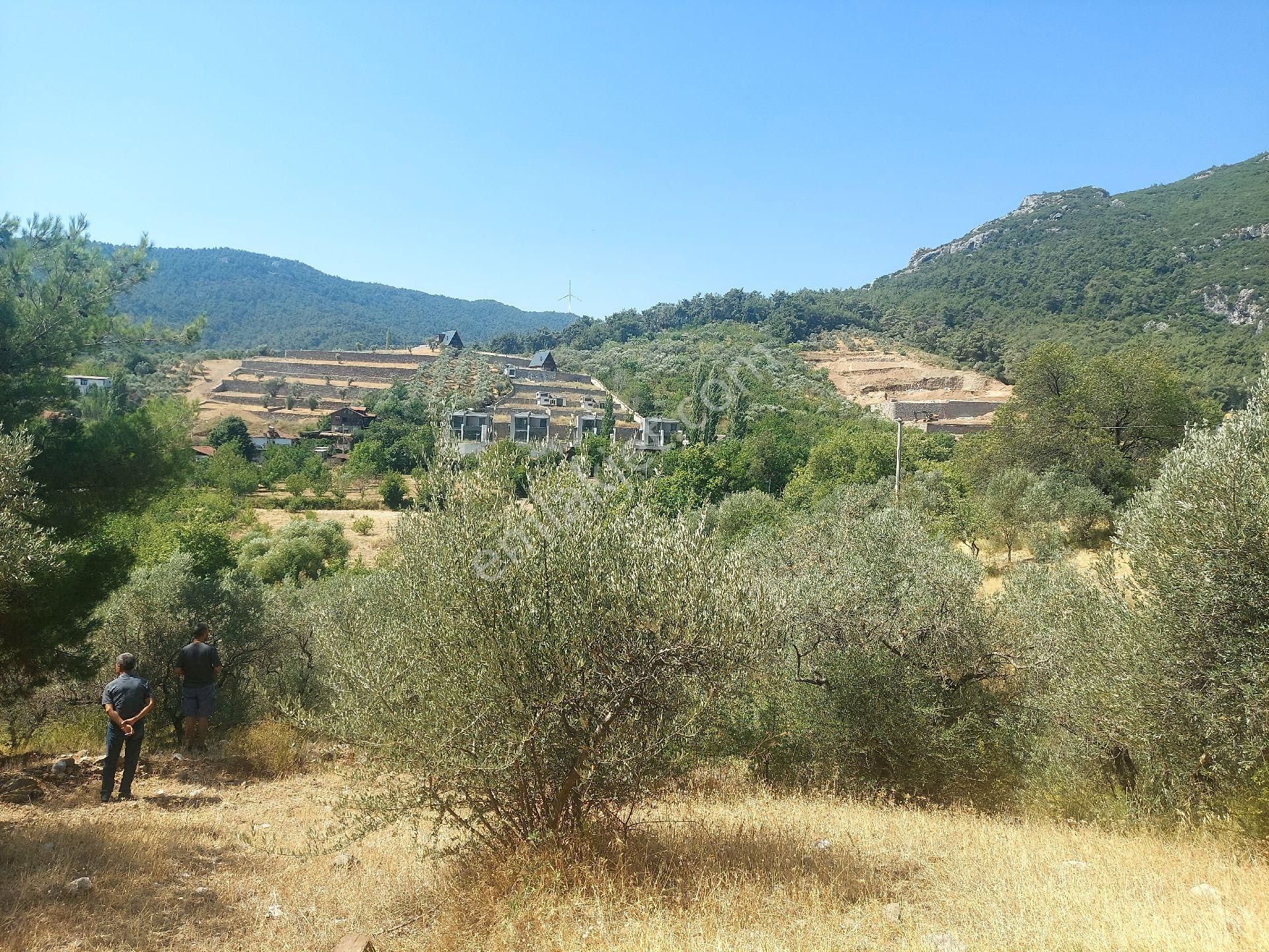 Çiniliköy'de Manzaralı Zeytinli Tarla Satılıktır - Görsel 17