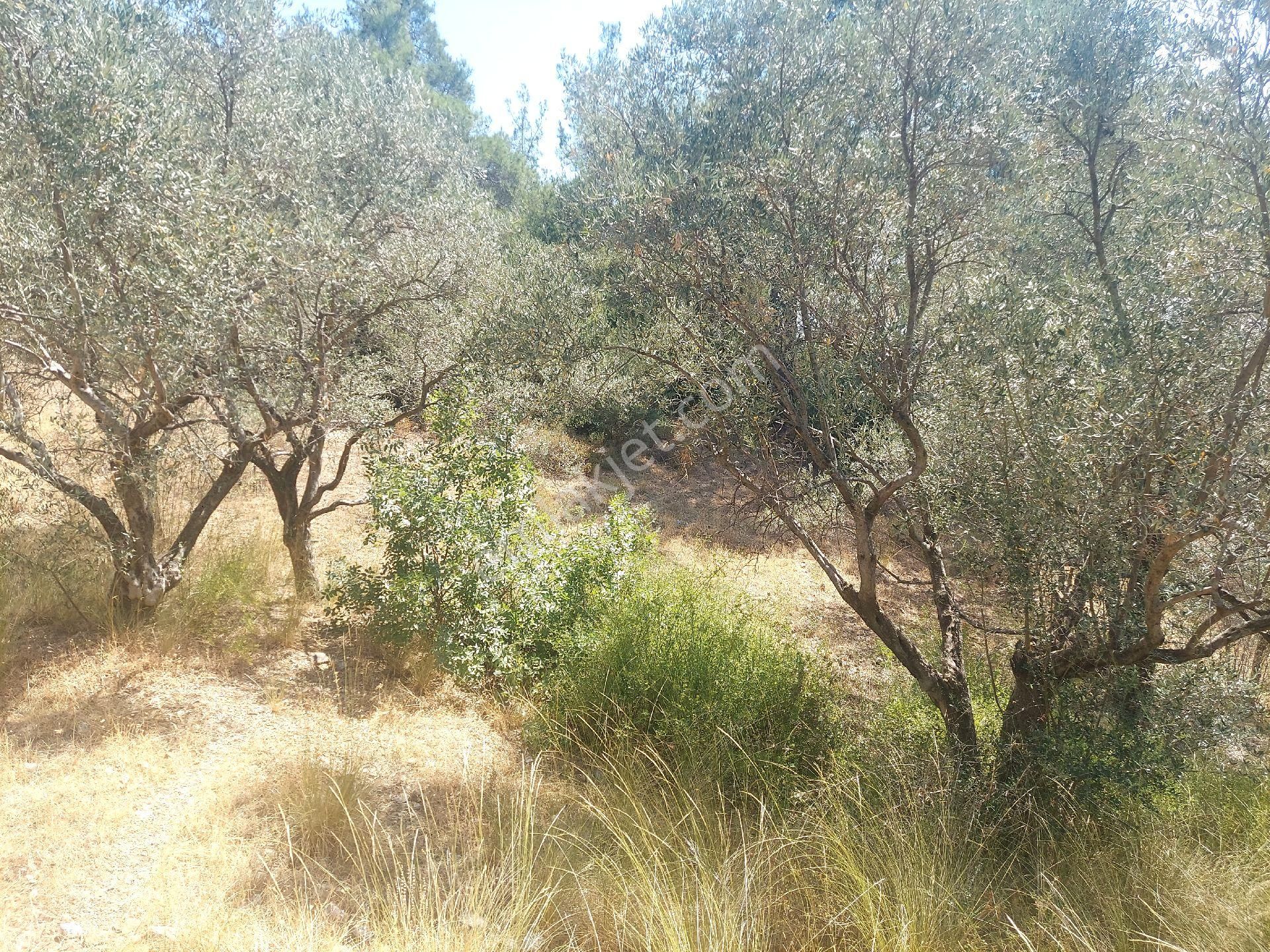 Çiniliköy'de Manzaralı Zeytinli Tarla Satılıktır - Görsel 9