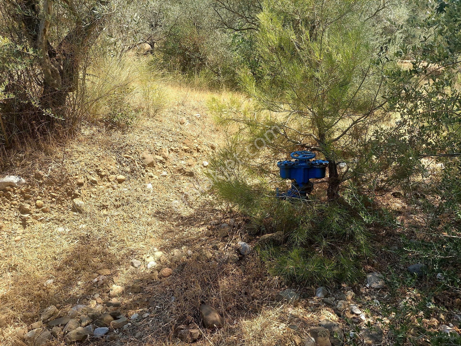 Çiniliköy'de Manzaralı Zeytinli Tarla Satılıktır - Görsel 21