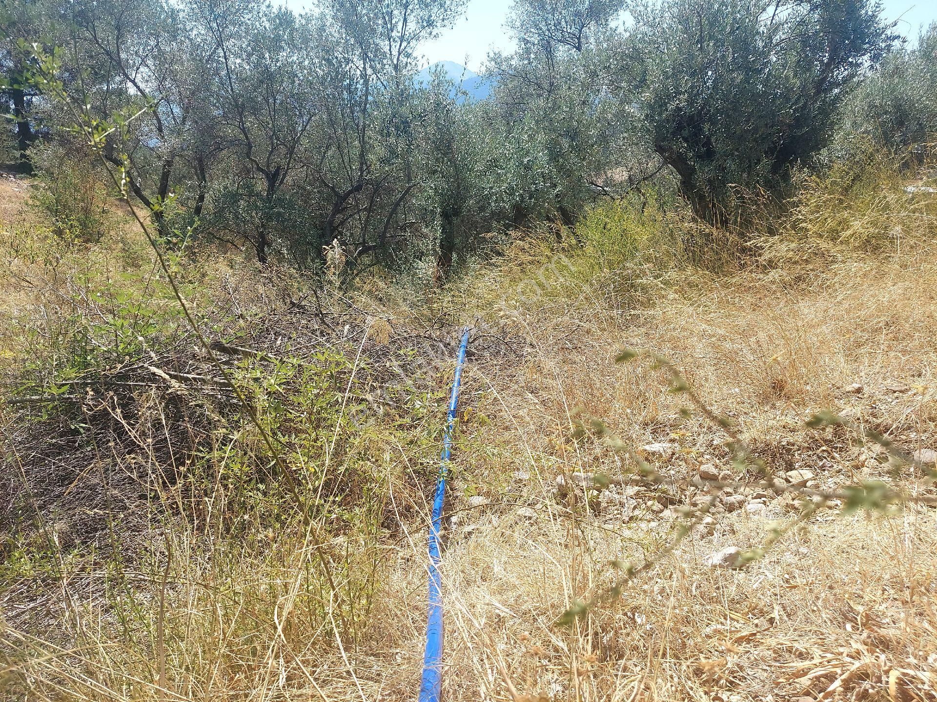 Çiniliköy'de Manzaralı Zeytinli Tarla Satılıktır - Görsel 5