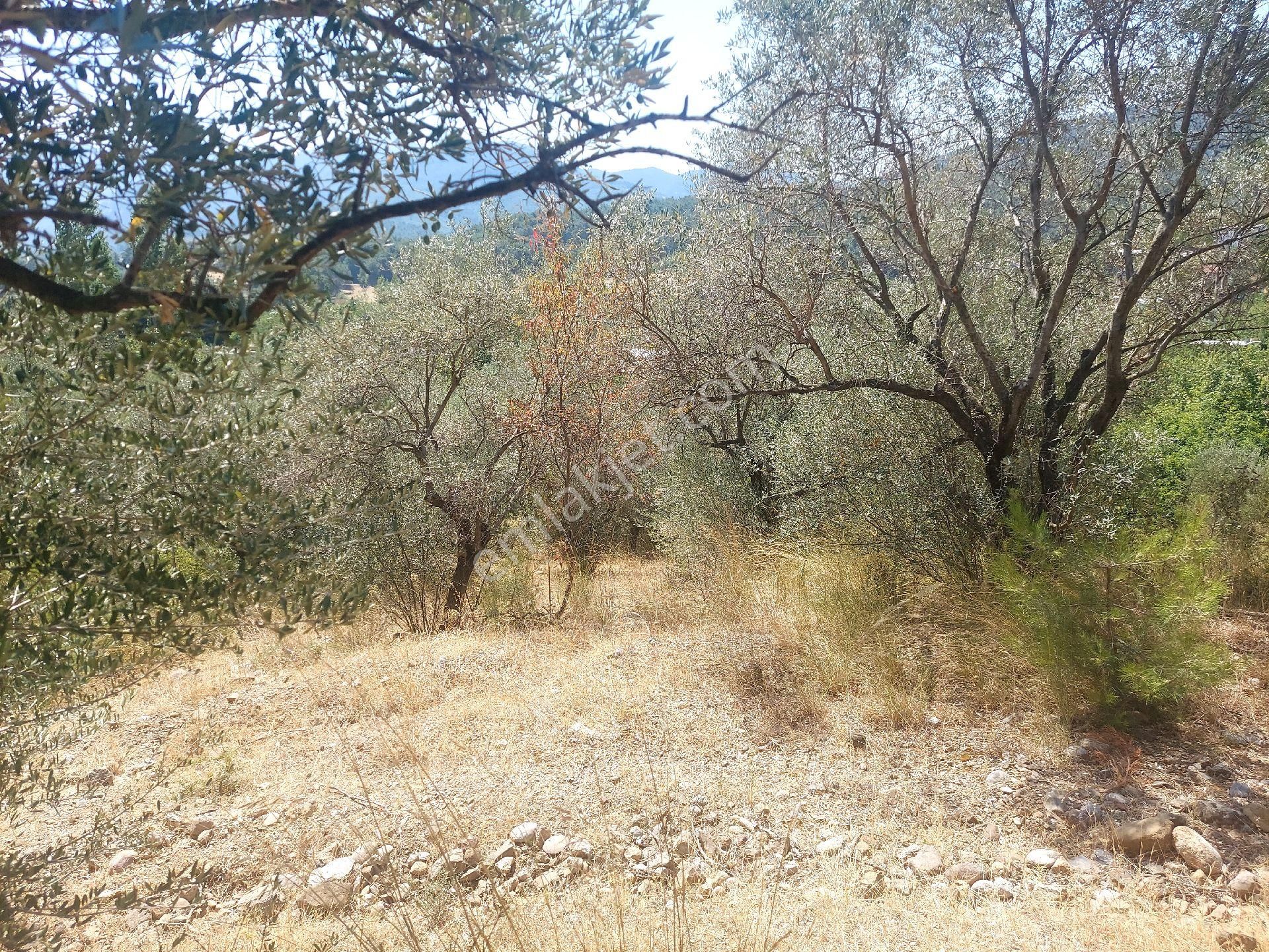 Çiniliköy'de Manzaralı Zeytinli Tarla Satılıktır - Görsel 8