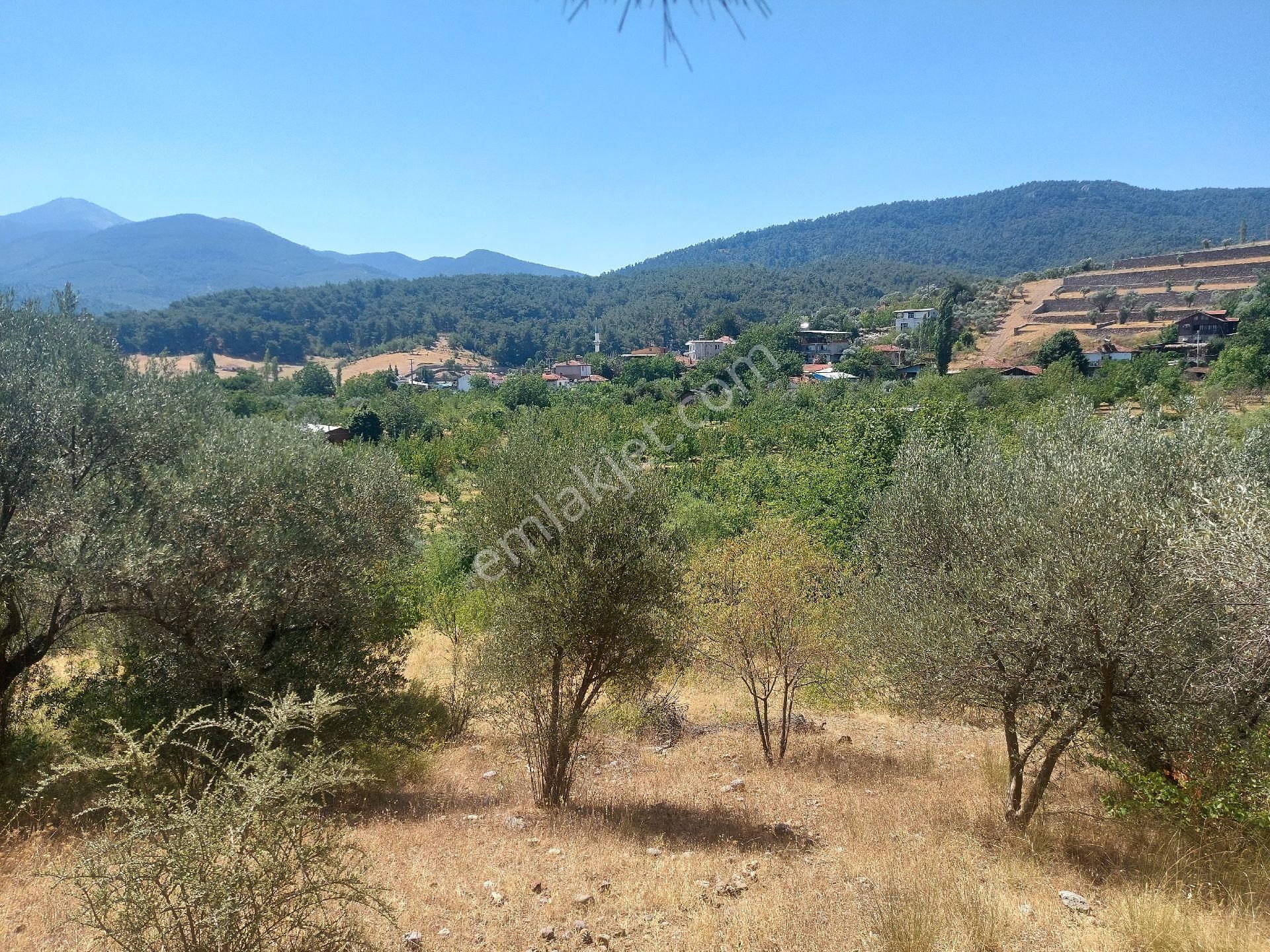 Çiniliköy'de Manzaralı Zeytinli Tarla Satılıktır - Görsel 7
