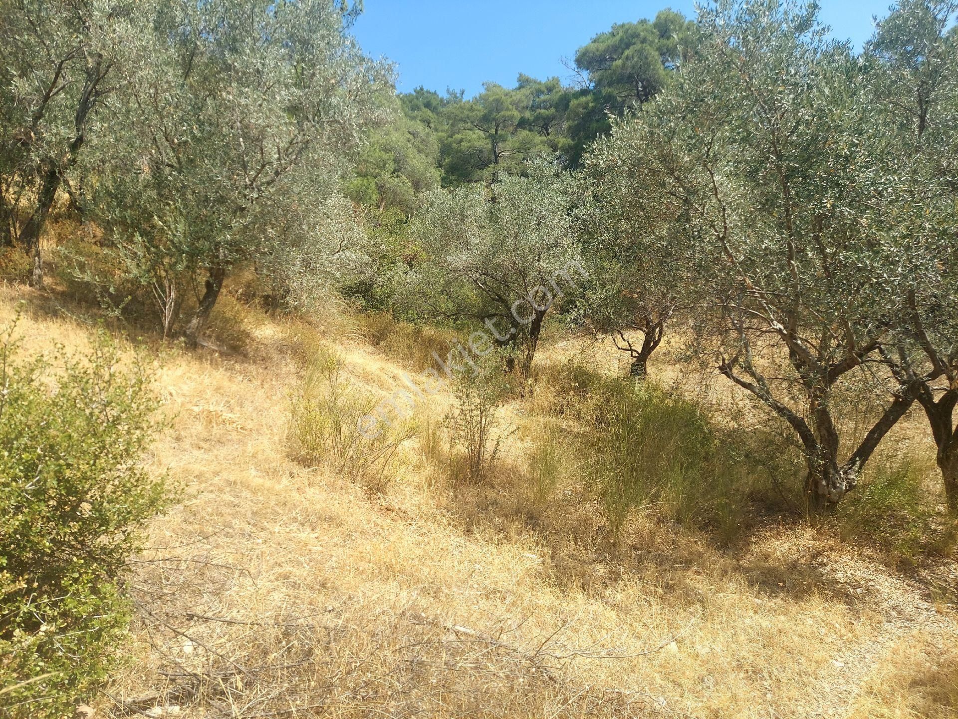 Çiniliköy'de Manzaralı Zeytinli Tarla Satılıktır - Görsel 10