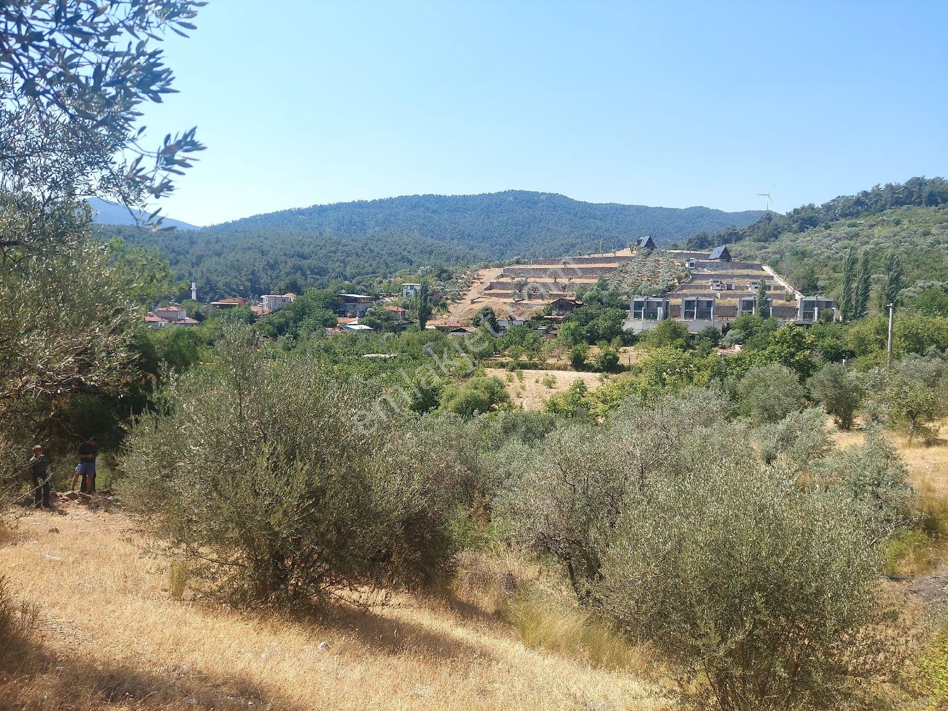 Çiniliköy'de Manzaralı Zeytinli Tarla Satılıktır - Görsel 11