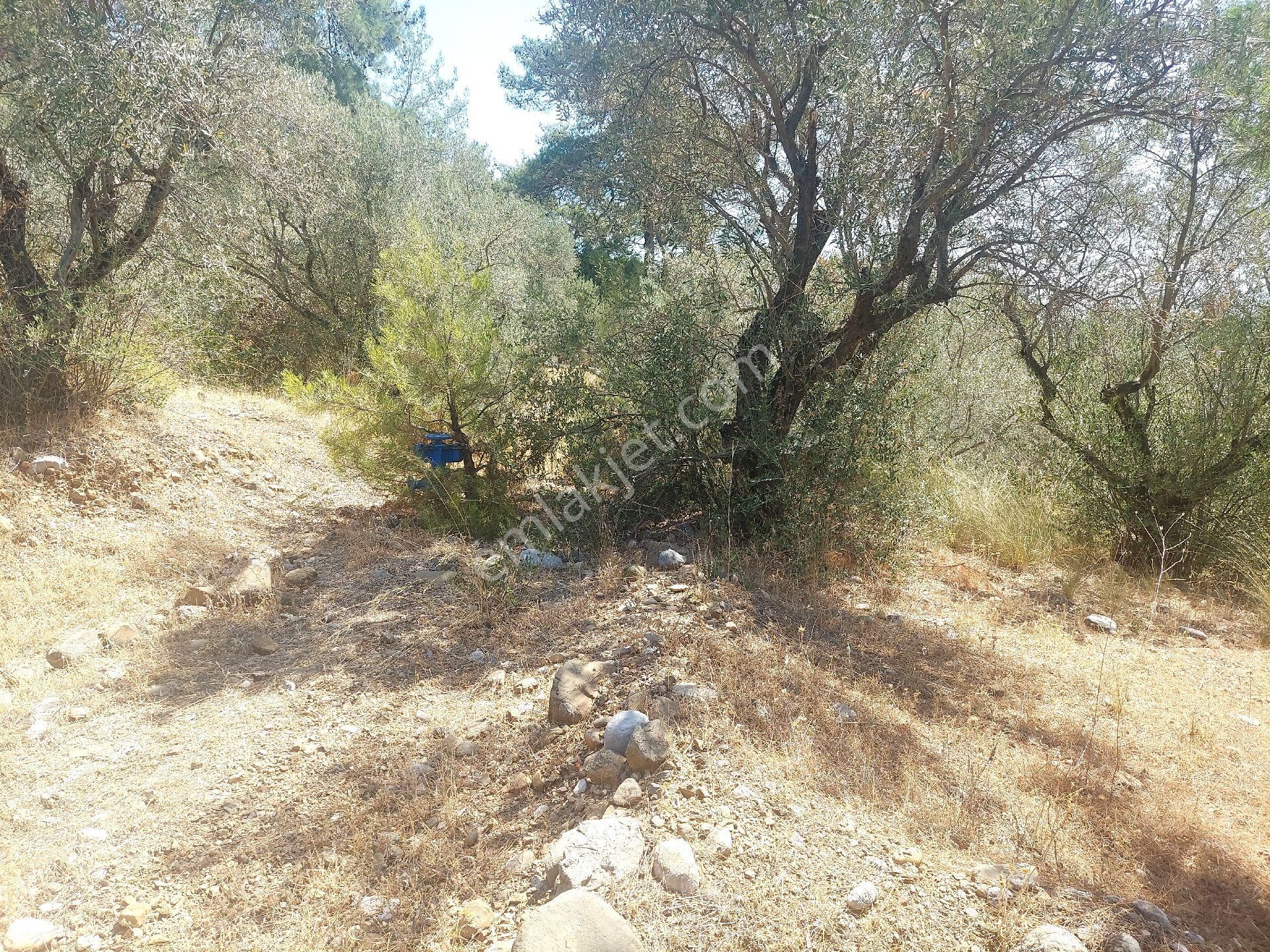 Çiniliköy'de Manzaralı Zeytinli Tarla Satılıktır - Görsel 18