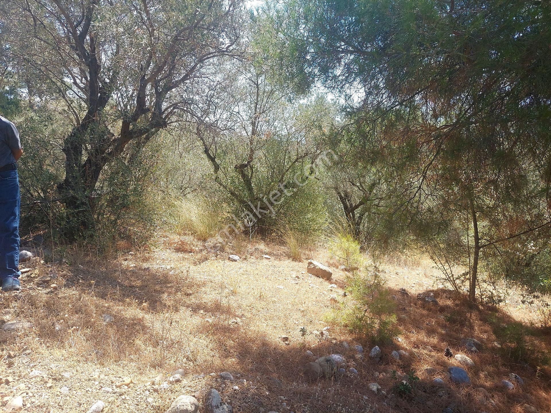 Çiniliköy'de Manzaralı Zeytinli Tarla Satılıktır - Görsel 19