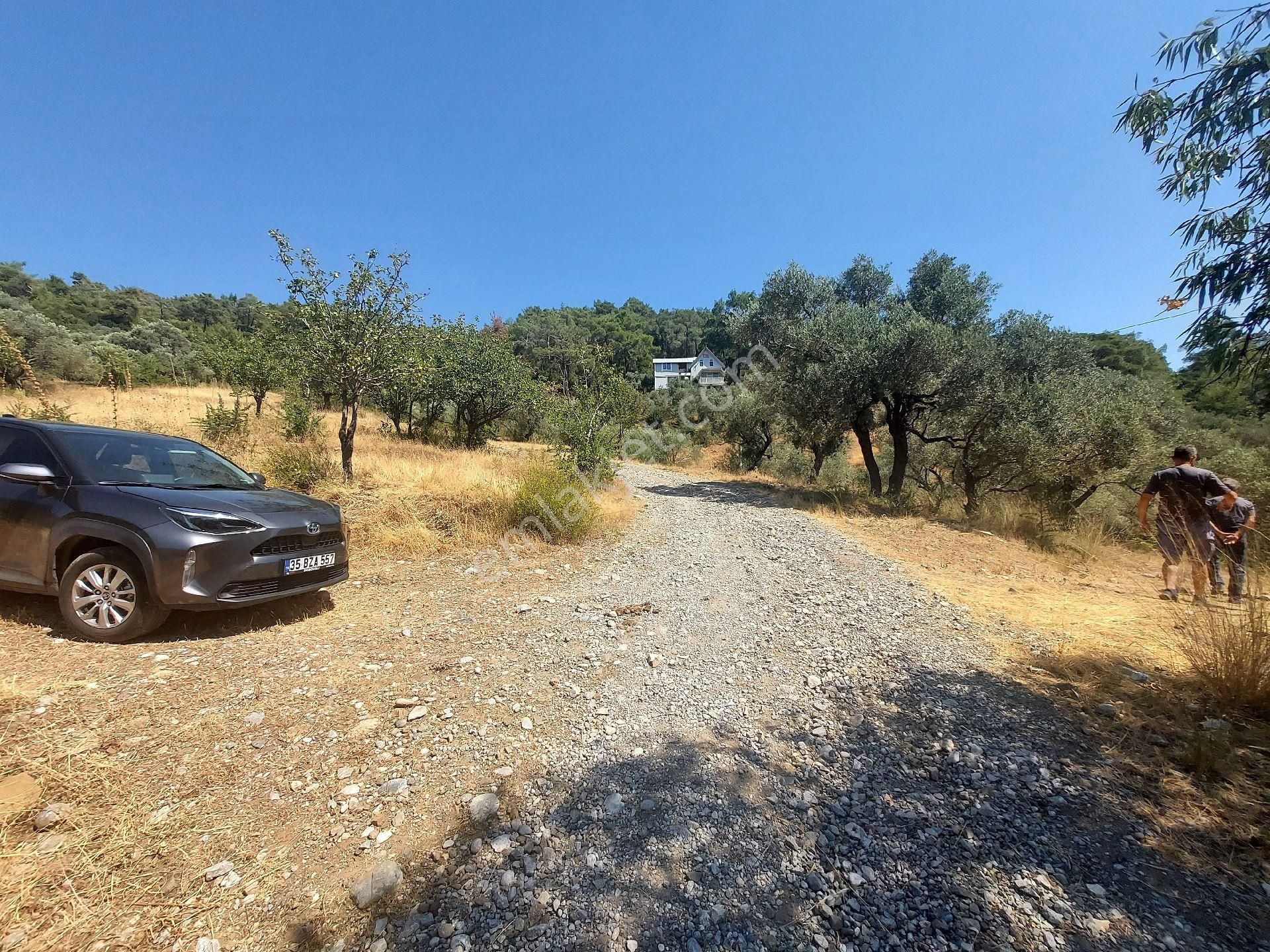 Çiniliköy'de Manzaralı Zeytinli Tarla Satılıktır - Görsel 23