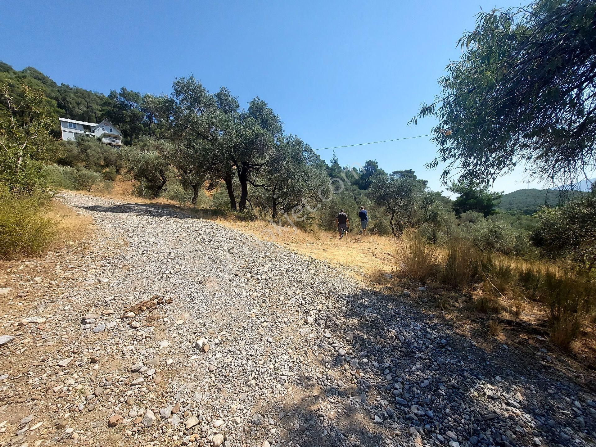 Çiniliköy'de Manzaralı Zeytinli Tarla Satılıktır - Görsel 22