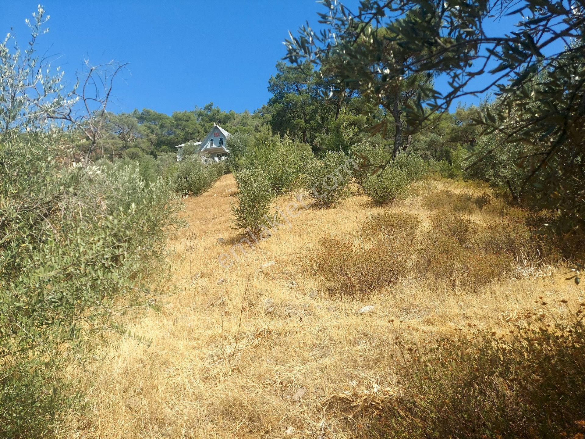 Çiniliköy'de Manzaralı Zeytinli Tarla Satılıktır - Görsel 12