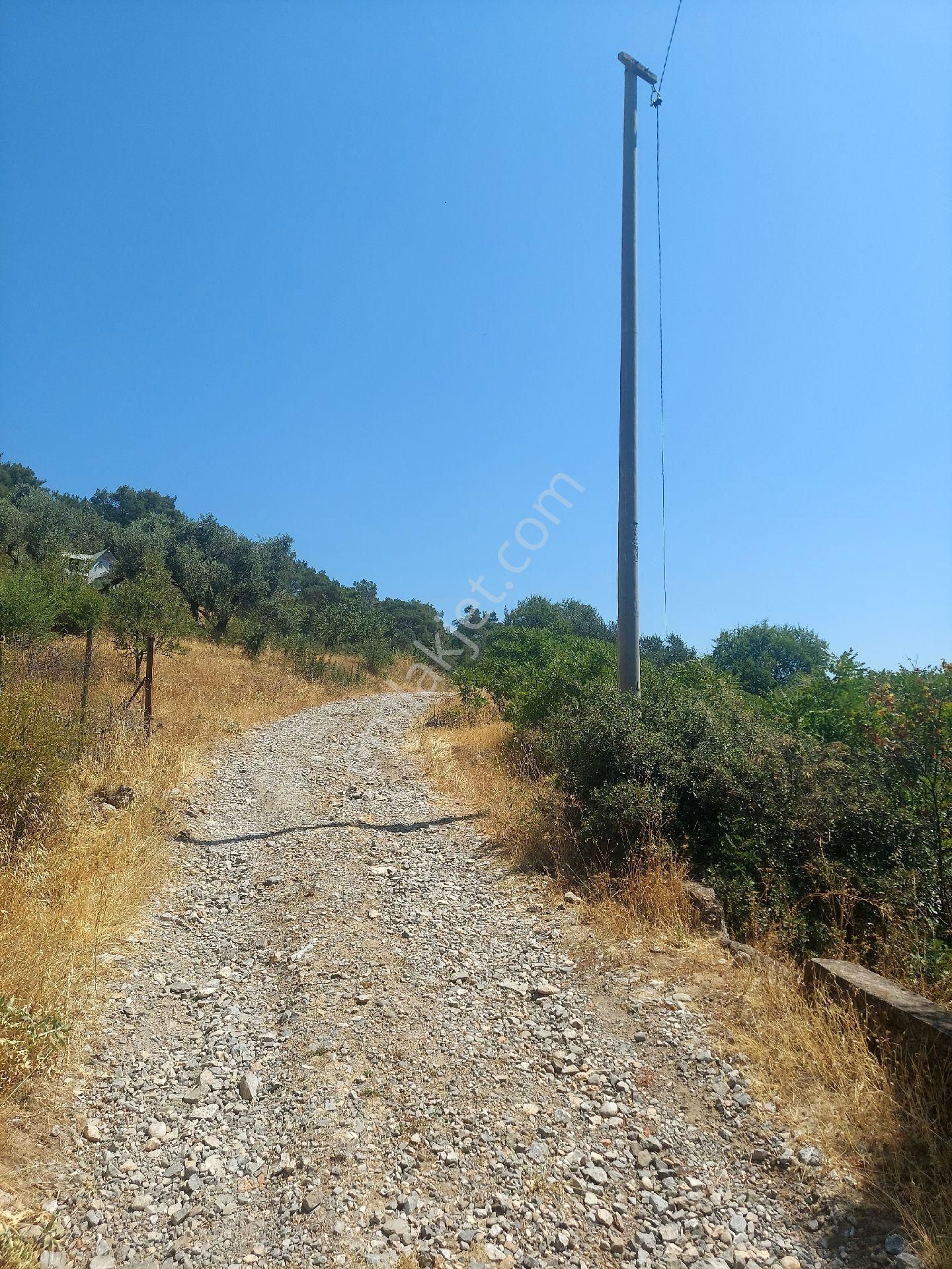 Çiniliköy'de Manzaralı Zeytinli Tarla Satılıktır