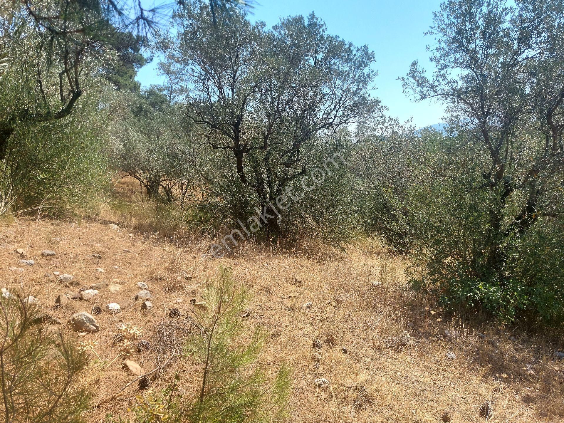 Çiniliköy'de Manzaralı Zeytinli Tarla Satılıktır - Görsel 6