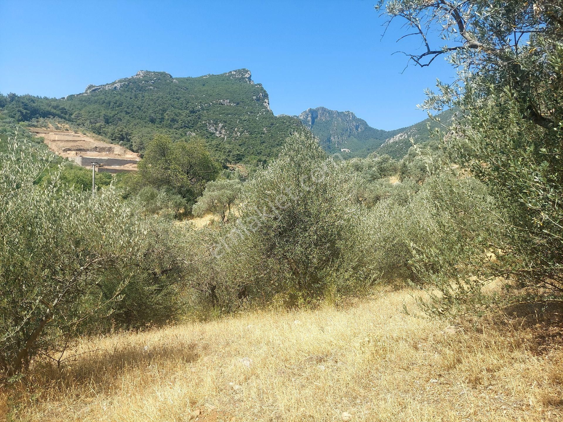 Çiniliköy'de Manzaralı Zeytinli Tarla Satılıktır - Görsel 16