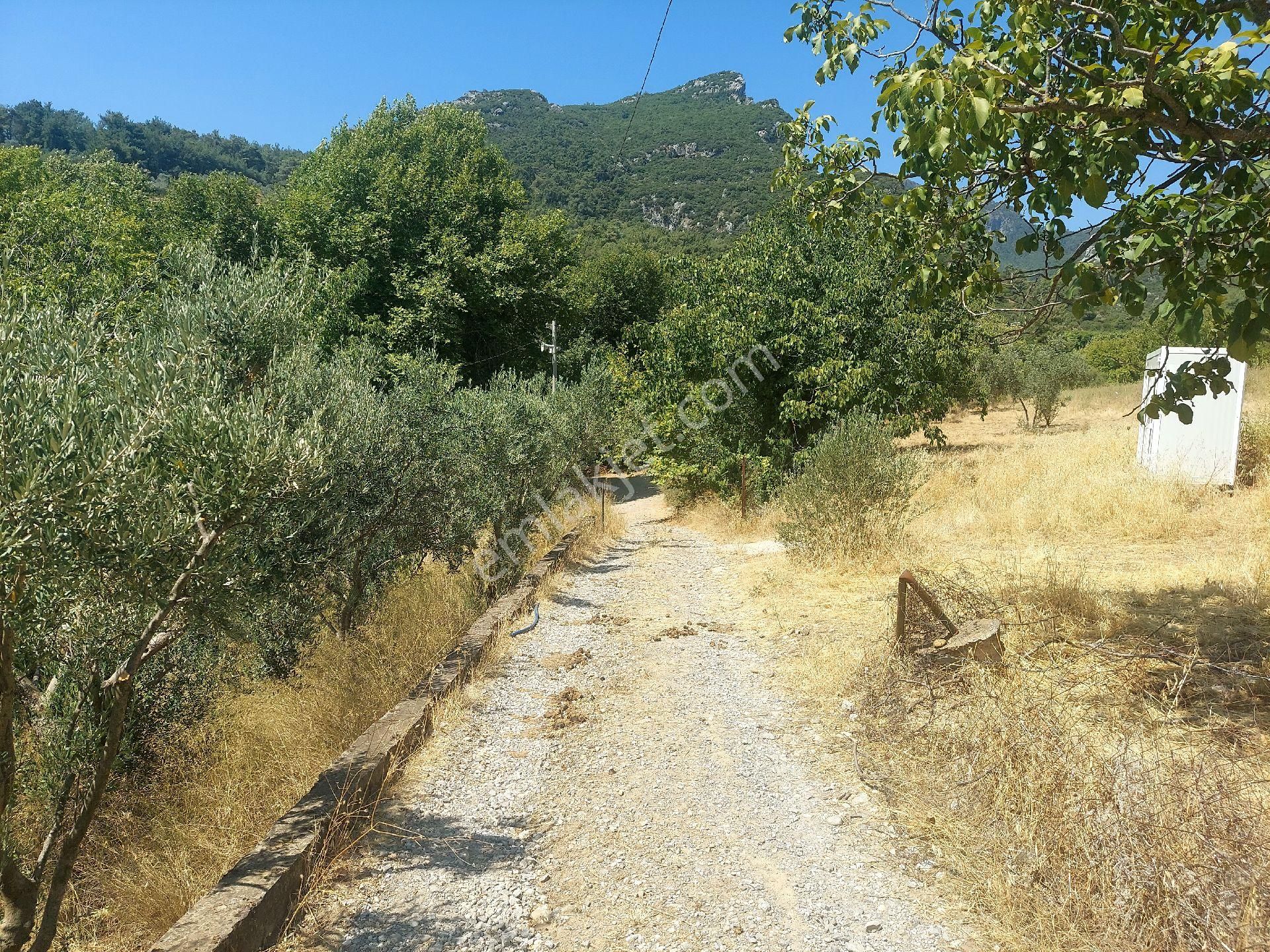 Çiniliköy'de Manzaralı Zeytinli Tarla Satılıktır - Görsel 4