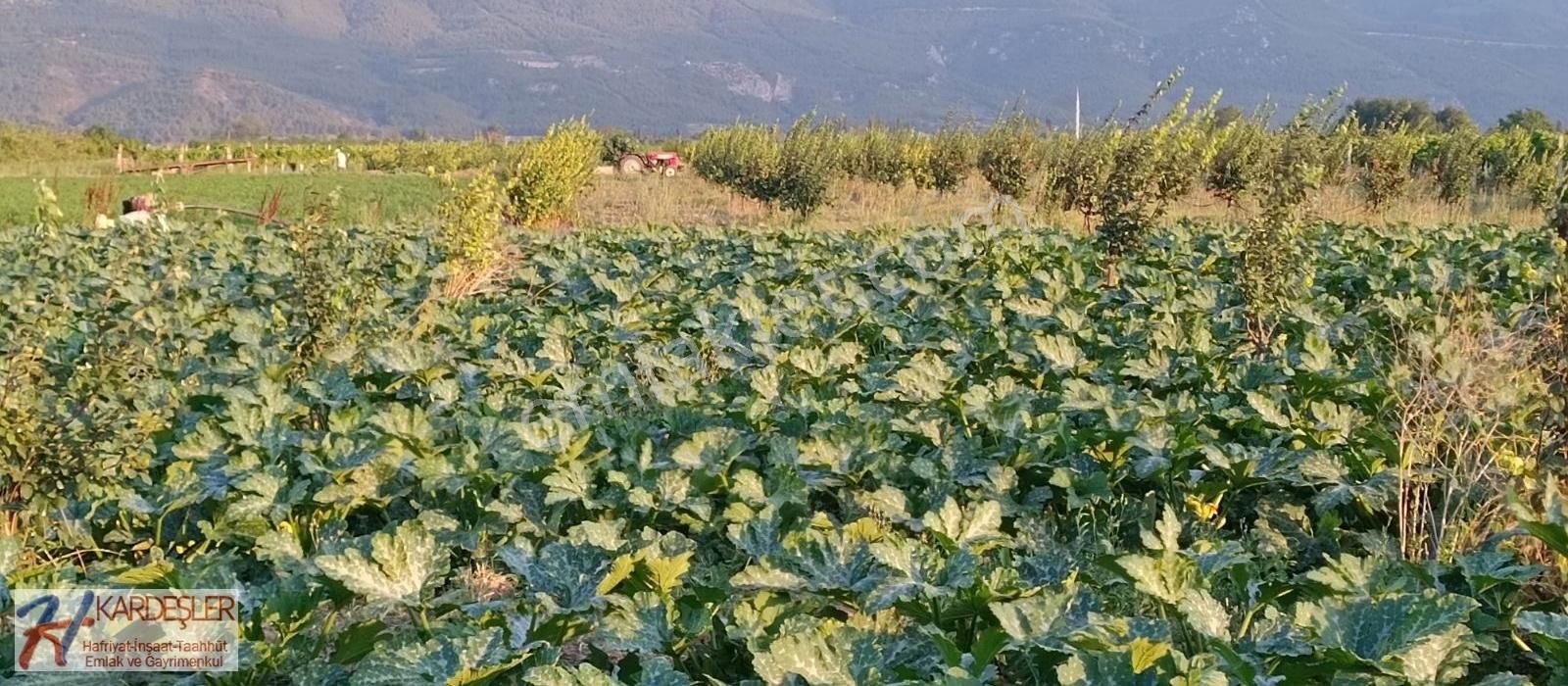 Pamukova Çardak Satılık Tarla SAKARYA PAMUKOVA ÇARŞI MERKEZE YAKIN AYVA BAHÇESİ