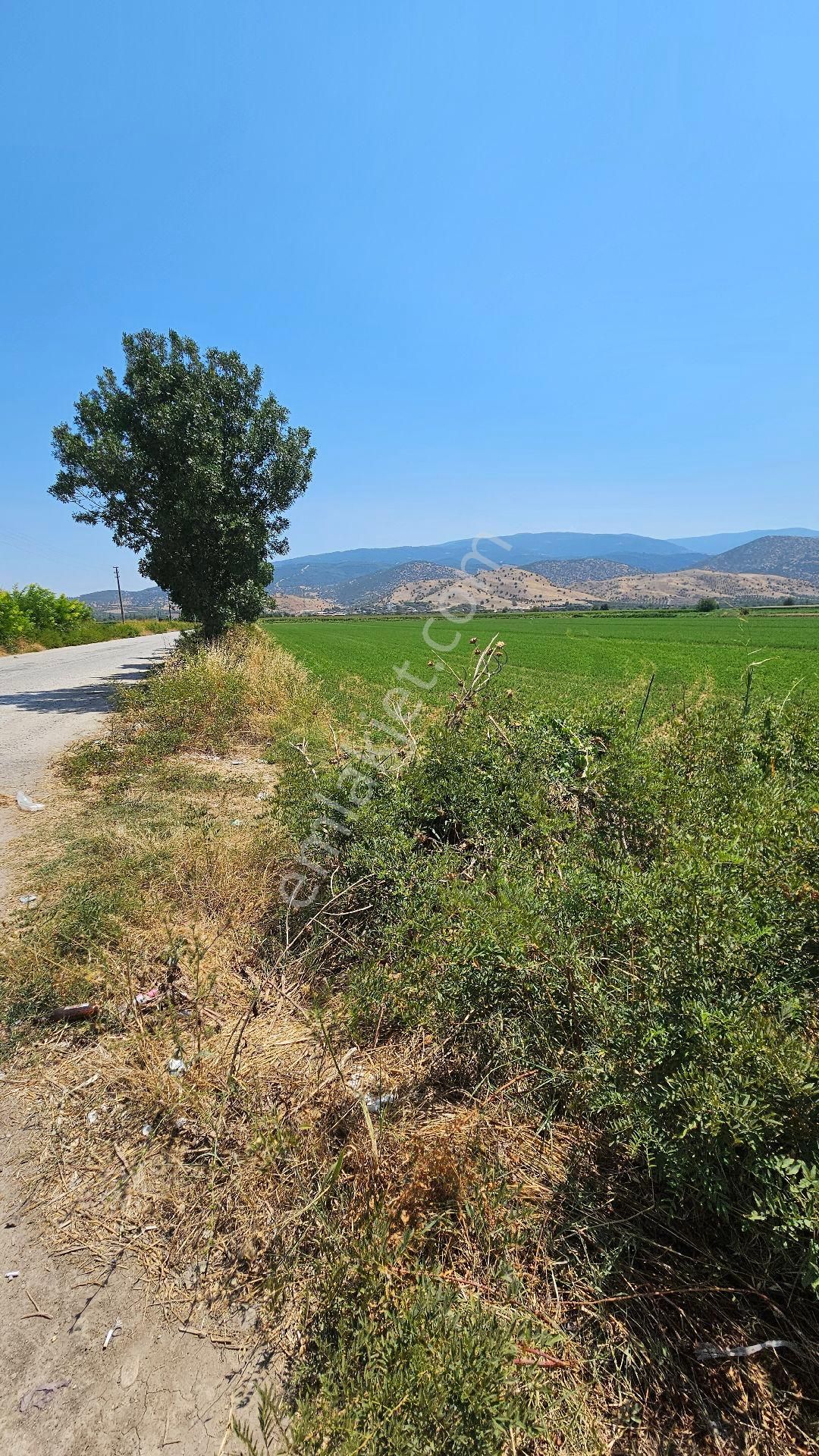 Fiyat Düstü !!! Bozdoğan Yolu 50 M Yonca Tarlasi - Görsel 5