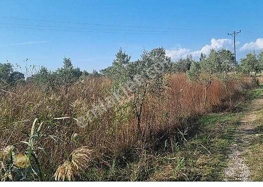 Bursa Gemlik Togg'a Yakın, Anayola Cephe 1.841 M² Arazi - Görsel 4
