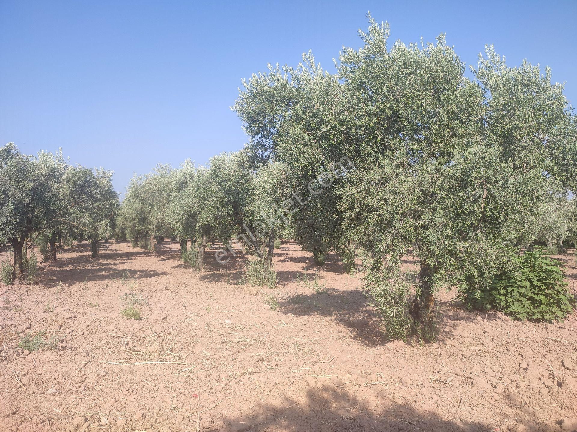 Utku İnş Gayrimenkulden Manisa Akhisar Karasonya Mah Satılık Zeytinlik - Görsel 32