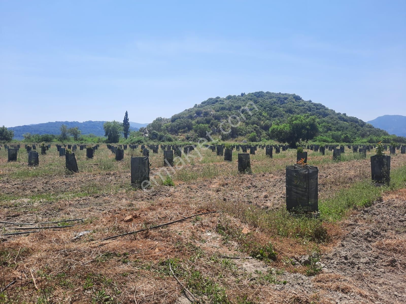 Ortaca Güzelyurt Satılık Tarla  Muğla Güzelyurtta Satılık 40.000 m2  Avokado Bahçesi 